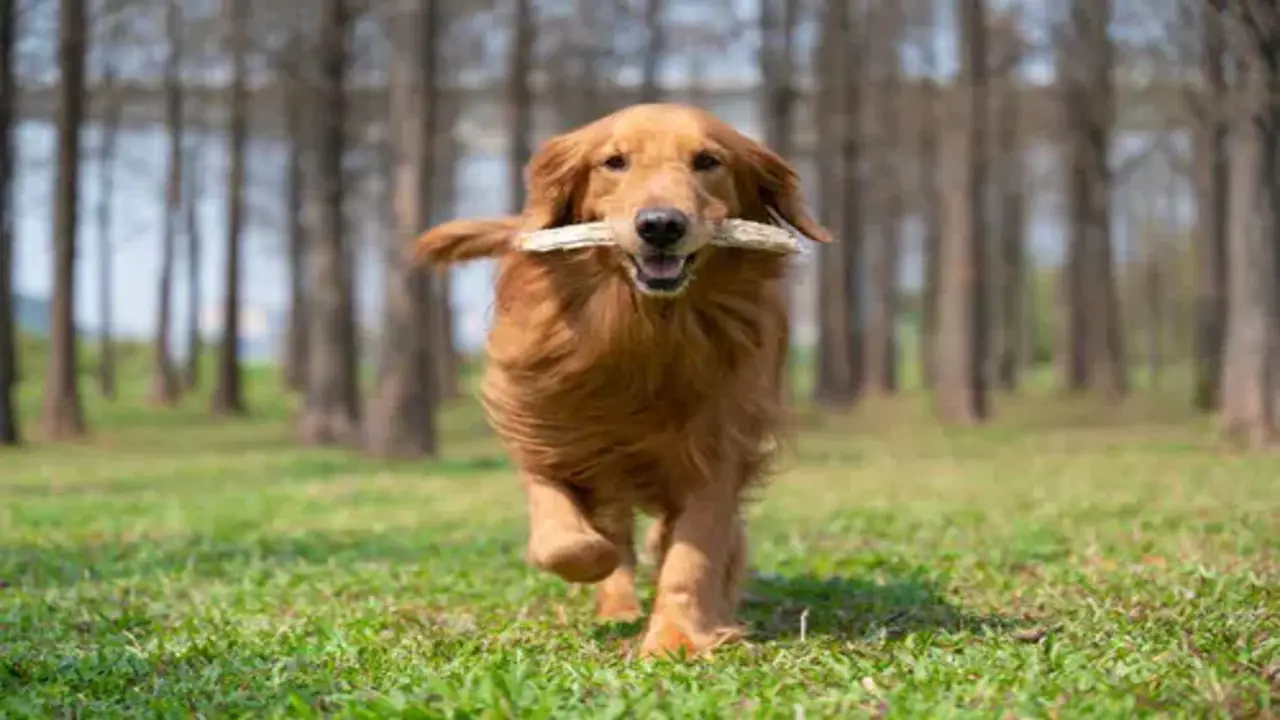 The 10 Mental Stimulation Activities For Your Golden Retriever