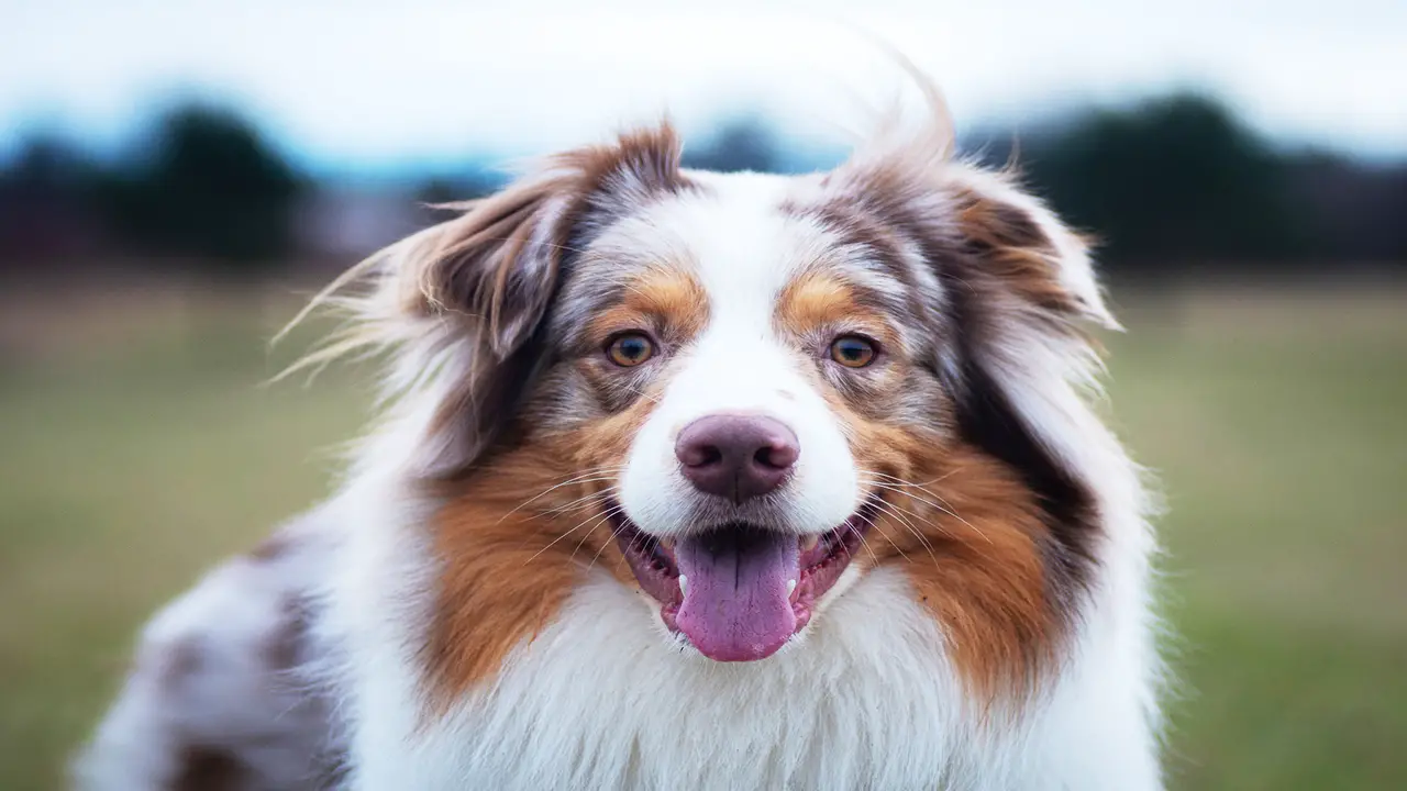 The 10 Mentally Stimulating Activities For Your Australian Shepherd