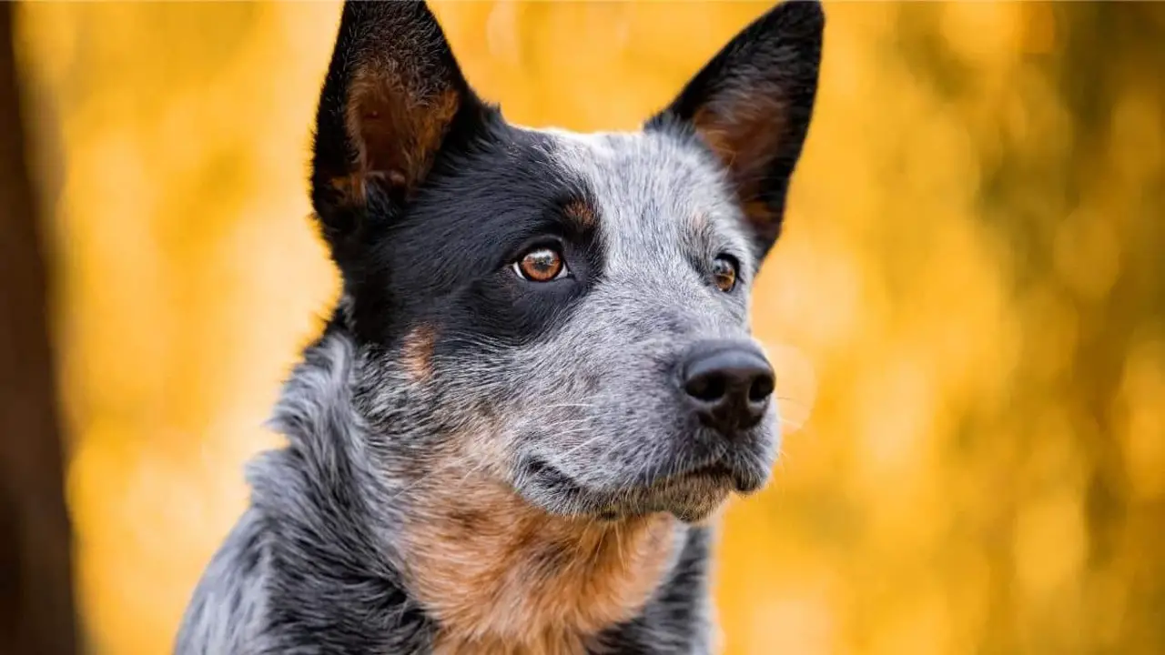 The 10 Perfect Jobs For Your Australian Cattle Dog