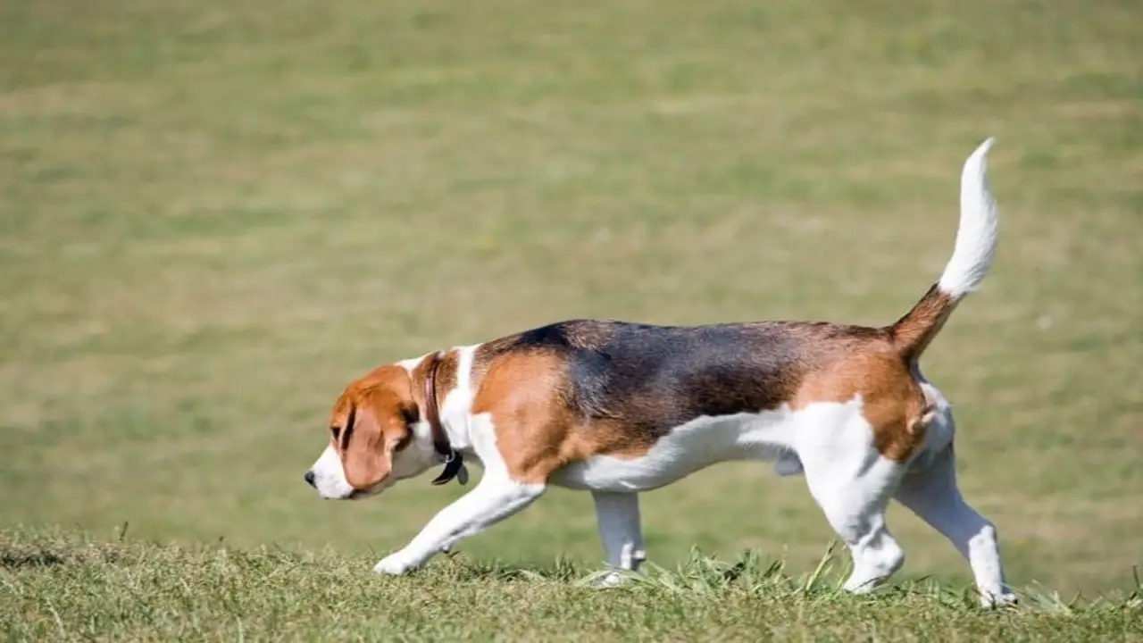 The 10 Perfect Jobs For Your Beagle