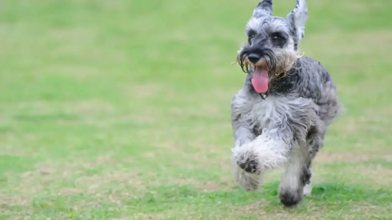 The 10 Perfect Jobs For Your Schnauzer