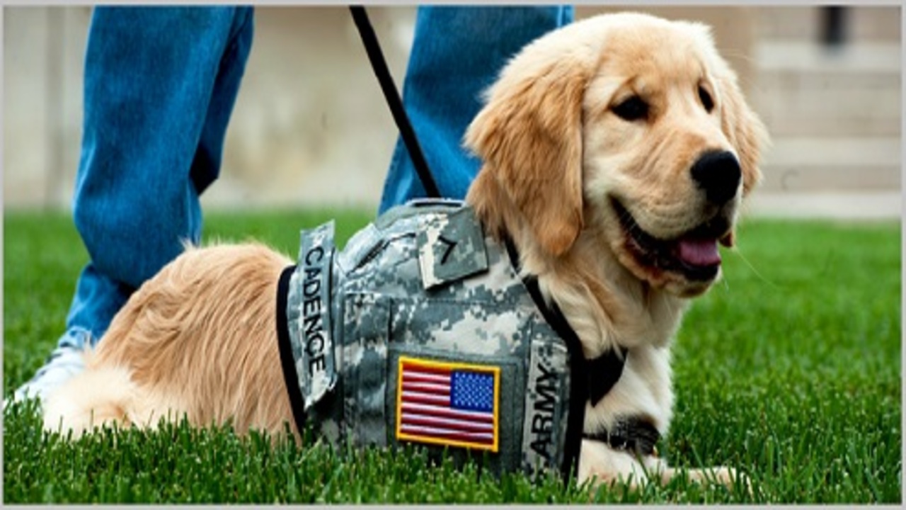 The 10 Top Jobs For Golden Retrievers