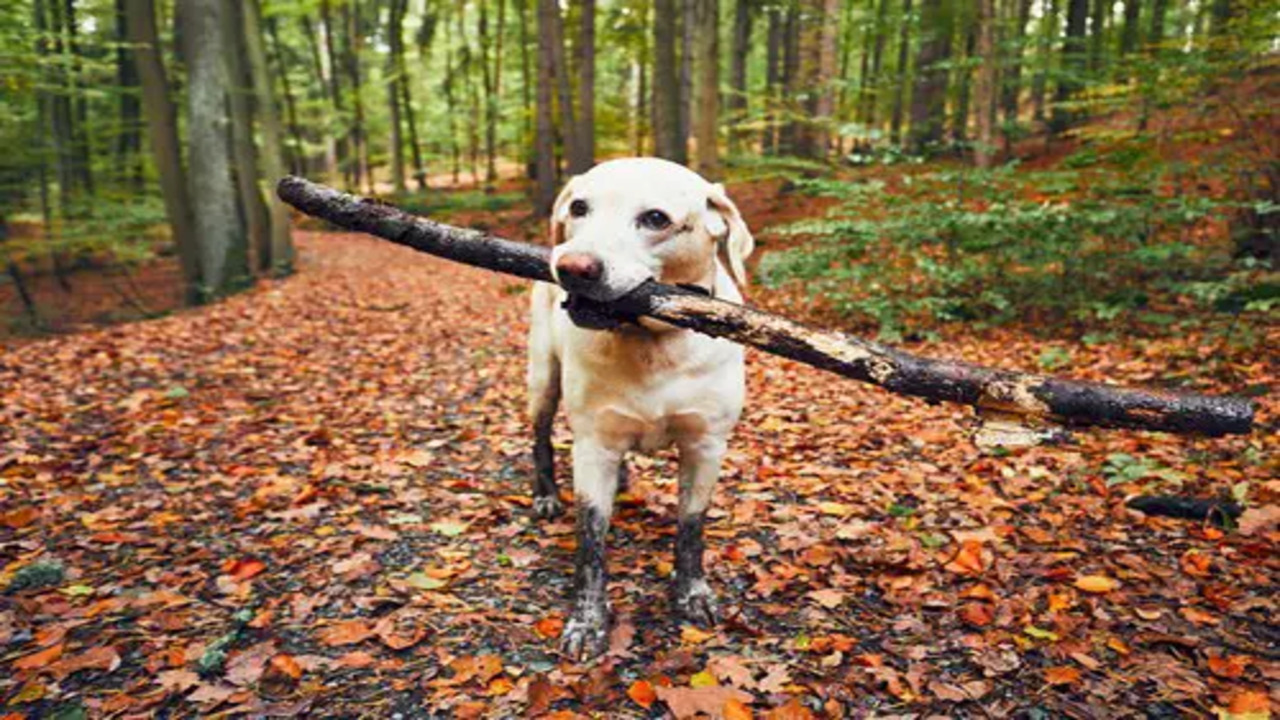 The 10 Top Jobs For Labrador Retrievers