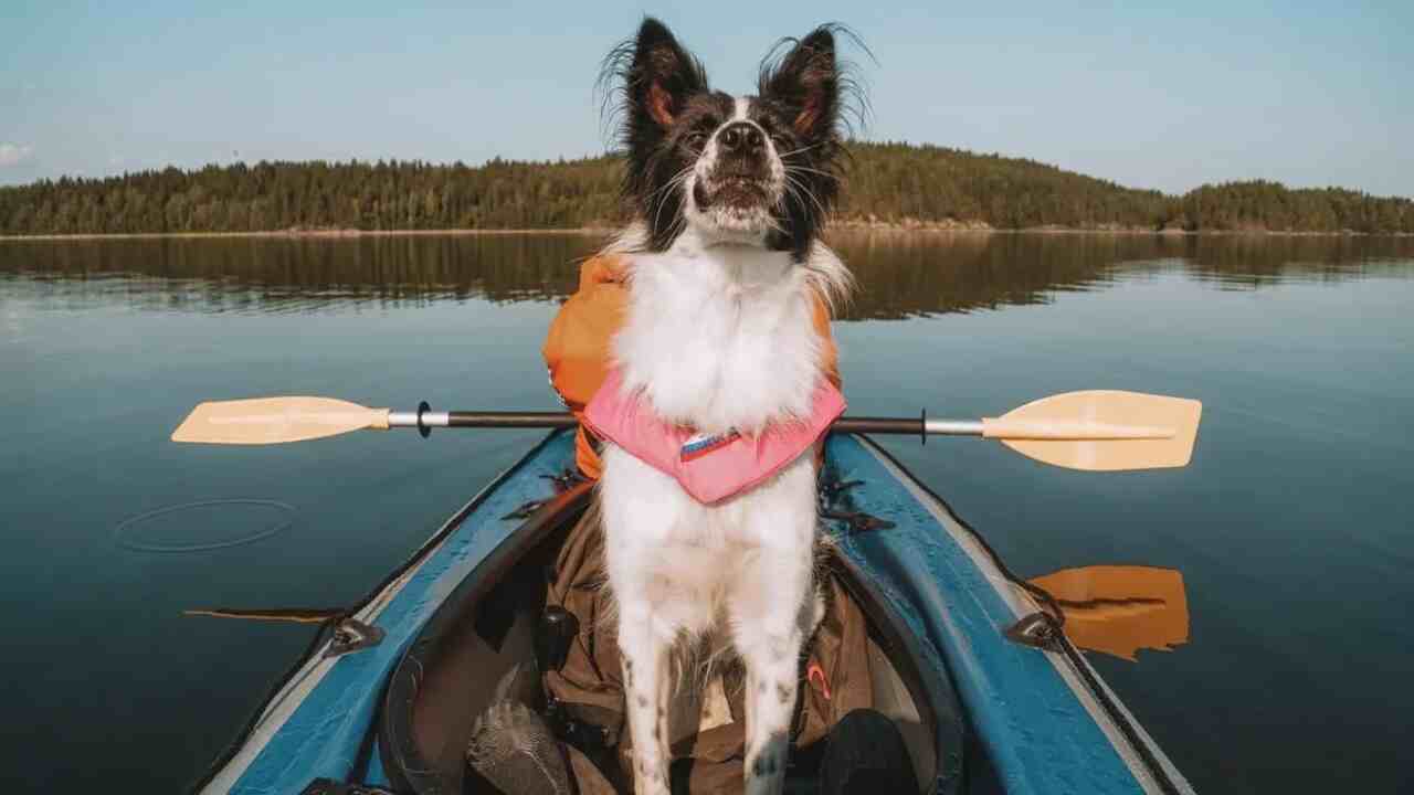 The 4 Best Kayak Platform For Dogs