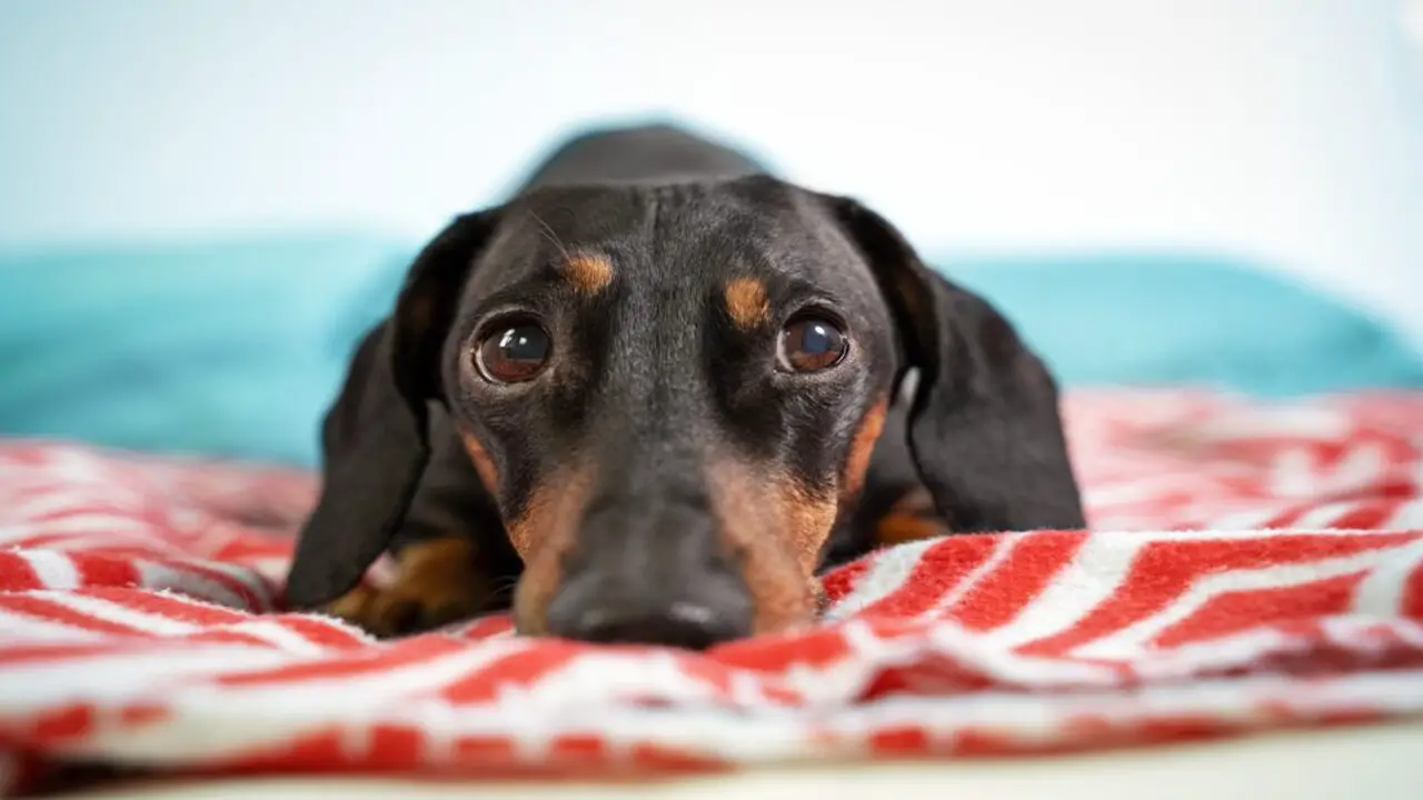 The 7 Best Dog Beds For Dachshunds - Quality And Comfort