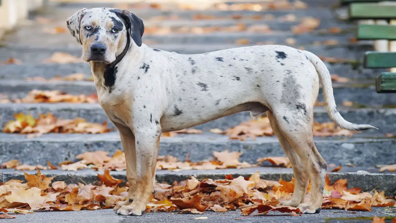 The Benefits Of Having A Catahoula Leopard Dogs