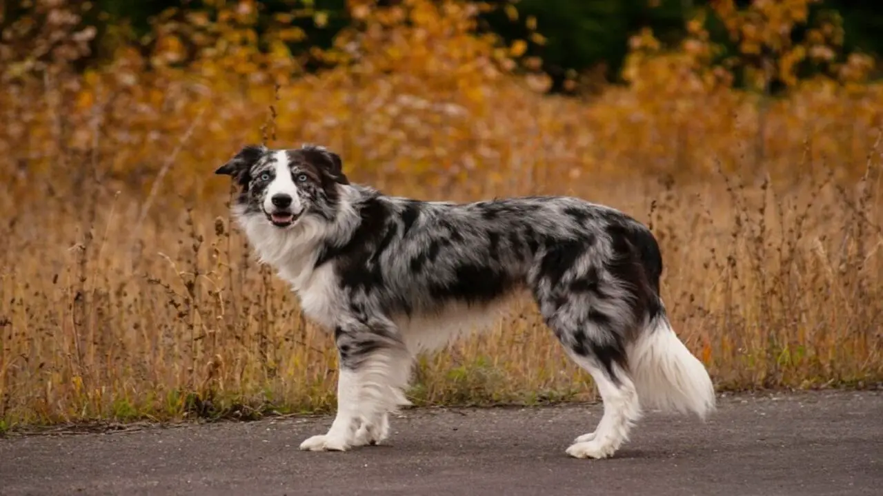 The Benefits Of Whistle Training For Border Collies