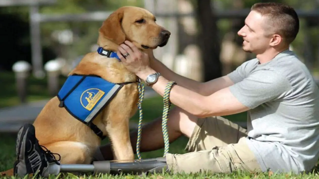 The Difference Between Service Animals And Emotional Support Animals