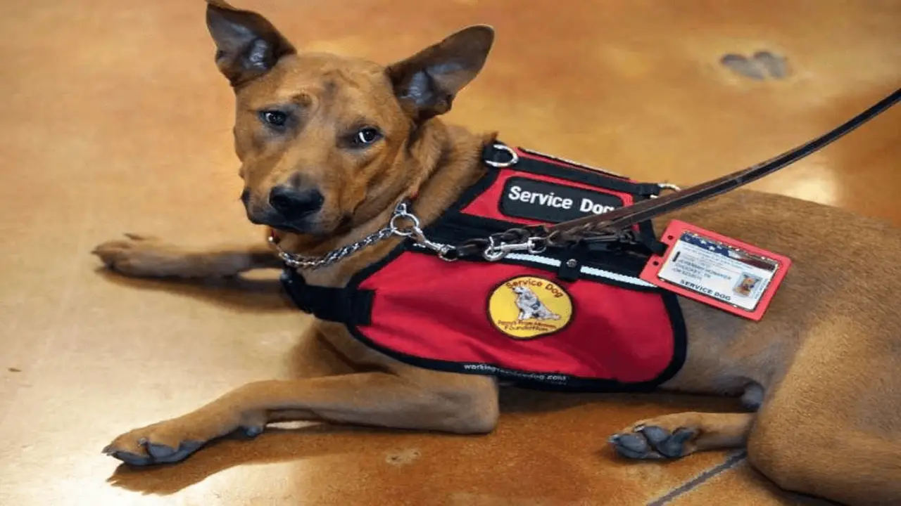 The Different Types Of Service Dogs