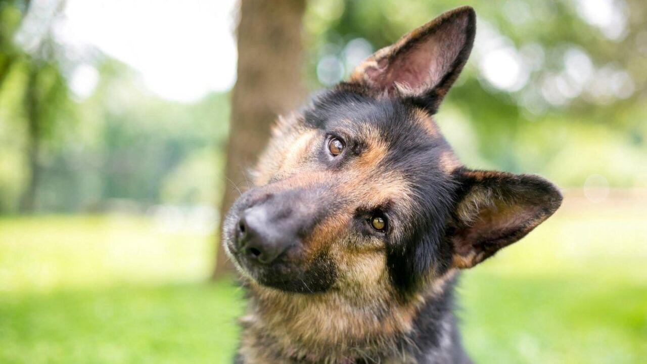 The German Shepherd Head Tilt