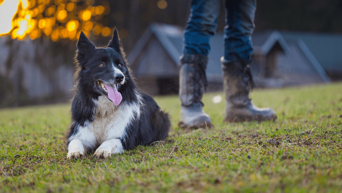 The History Of Dogs About Domestication And The Human-Canine Bond