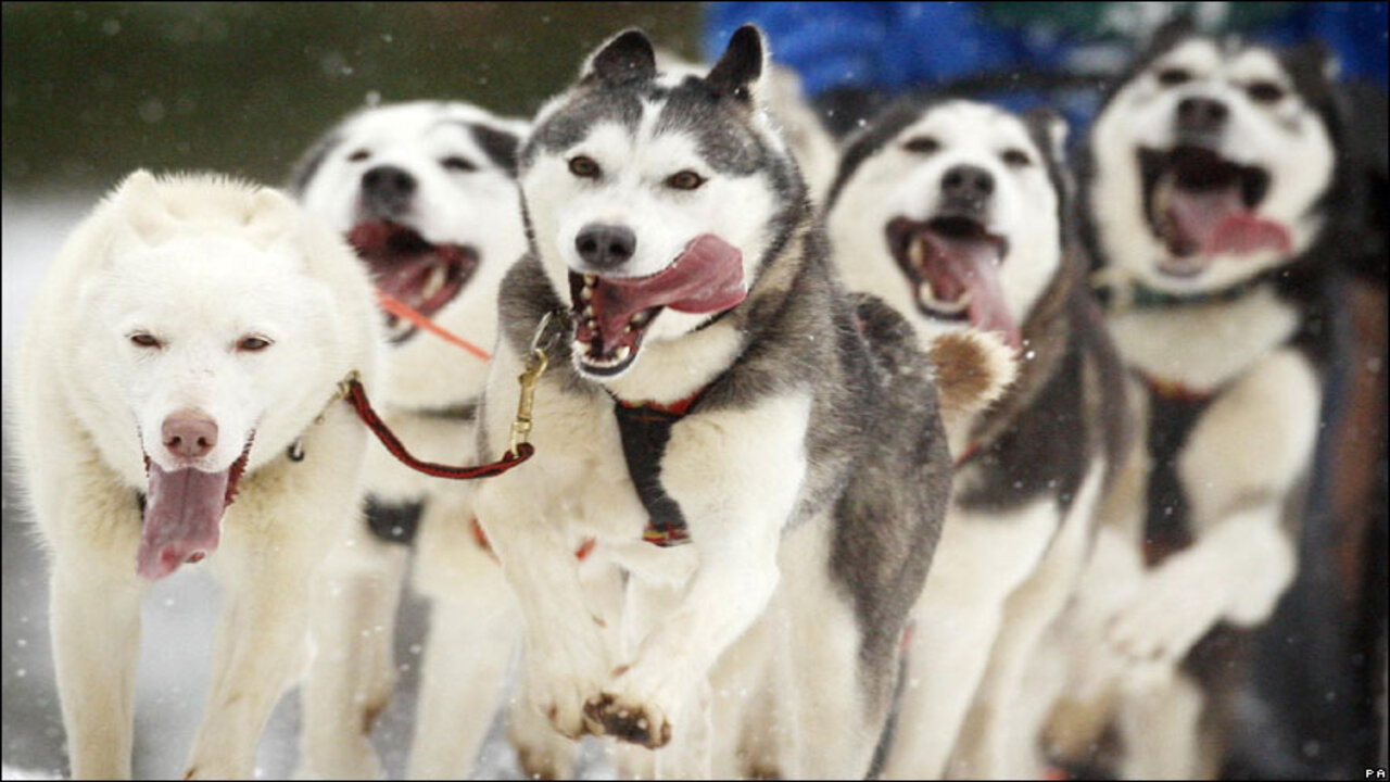 The History Of The Siberian Husky