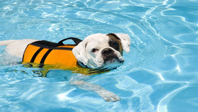 The Importance Of A Dog Life Jacket