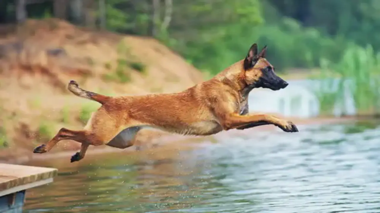 The Importance Of Essential Training Commands For Your Belgian Malinois