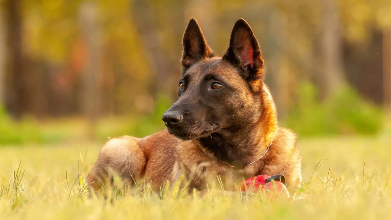 The Importance Of Training Your Belgian Malinois