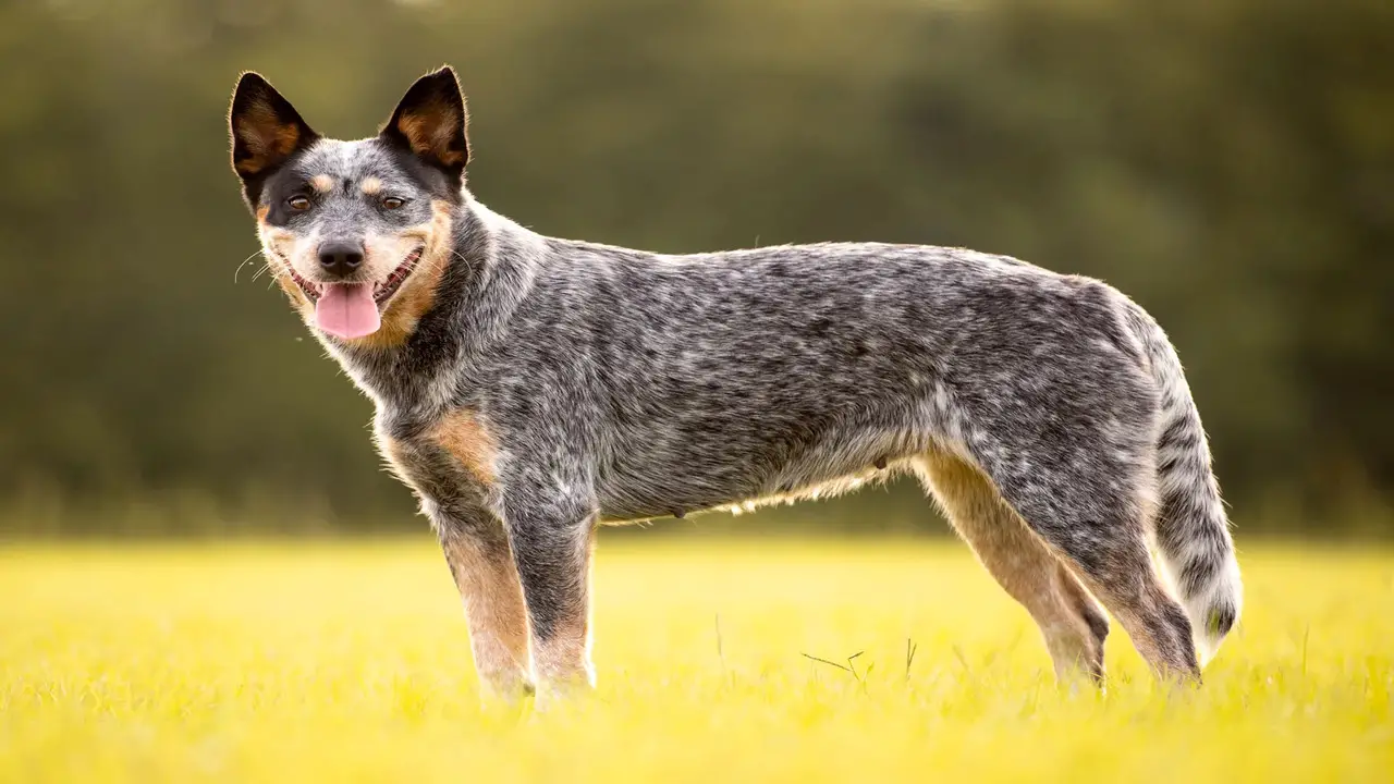 The Independent Nature Of Blue Heelers