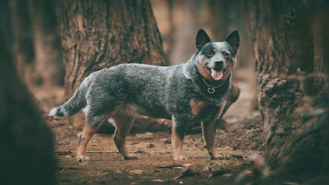 The List Of 10 Top Jobs For Your Blue Heeler