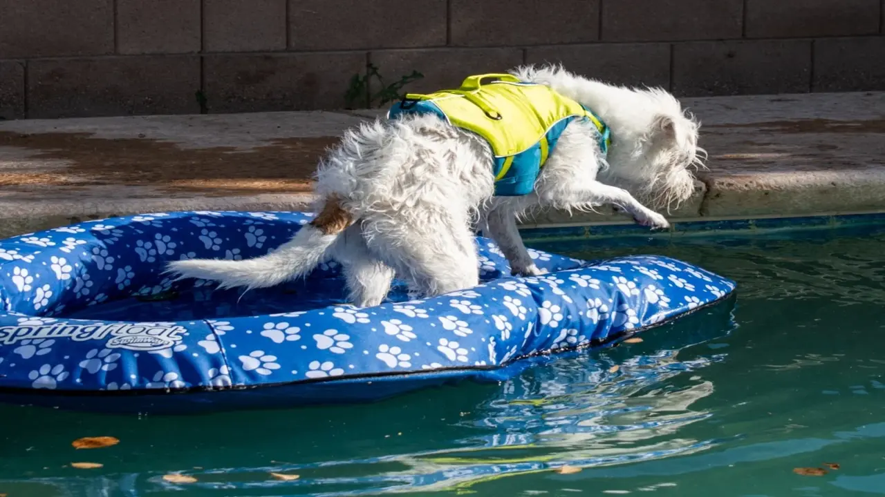 The Poolwhale Floating Step For Dogs