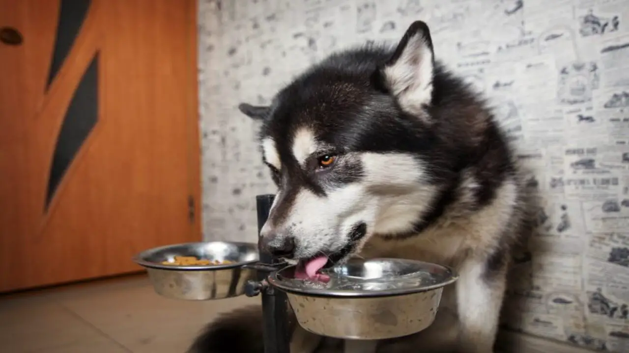 The Reasons Why Your Husky Won't Drink Water