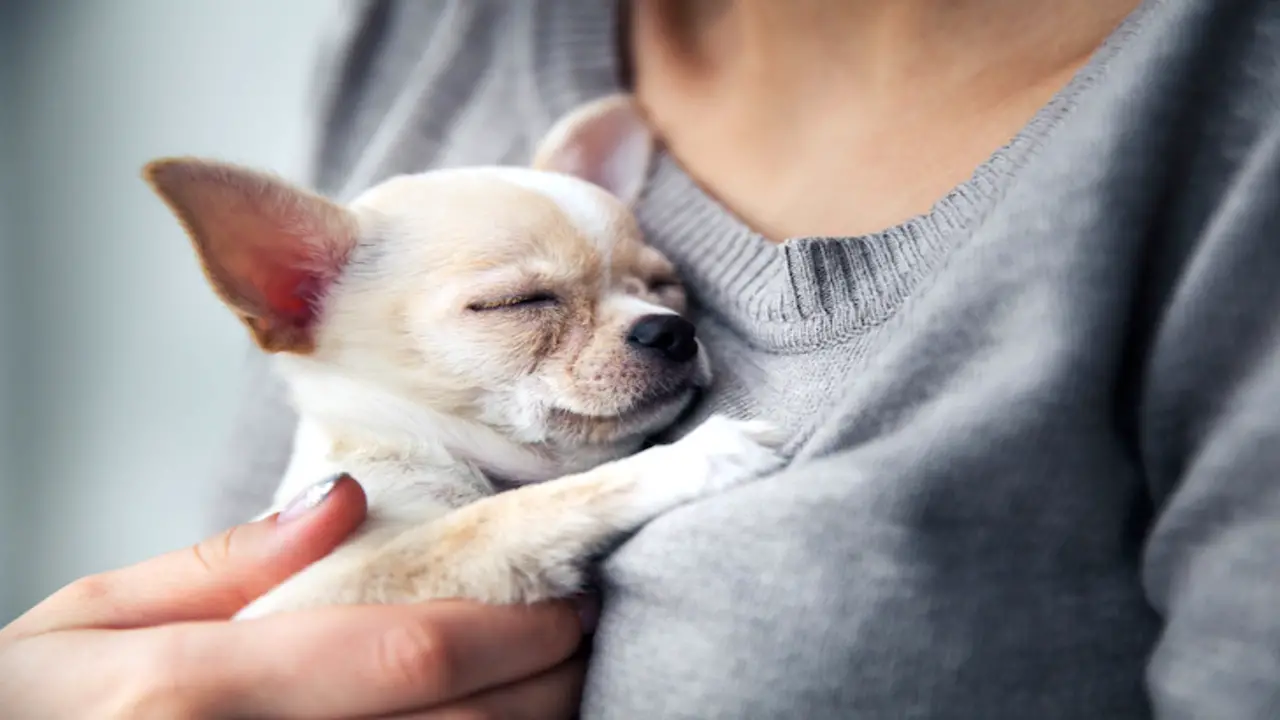 The Role Of Emotional Support Animals