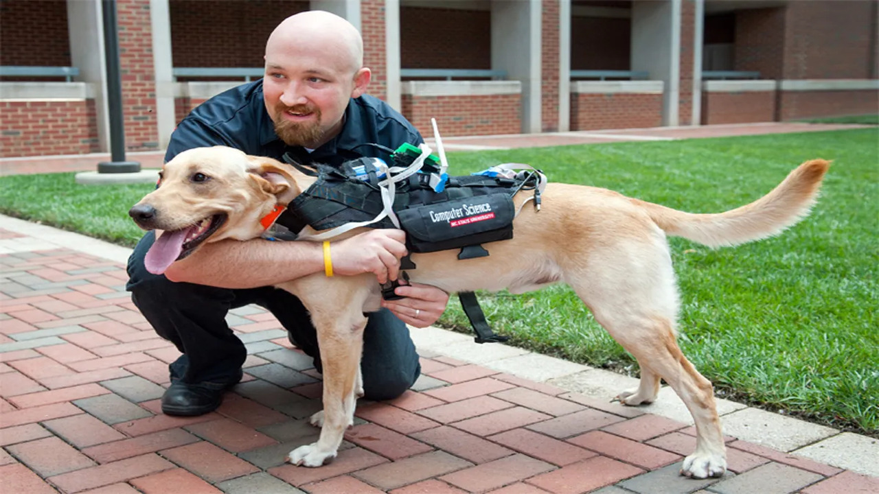 The Science Behind Dog Communication