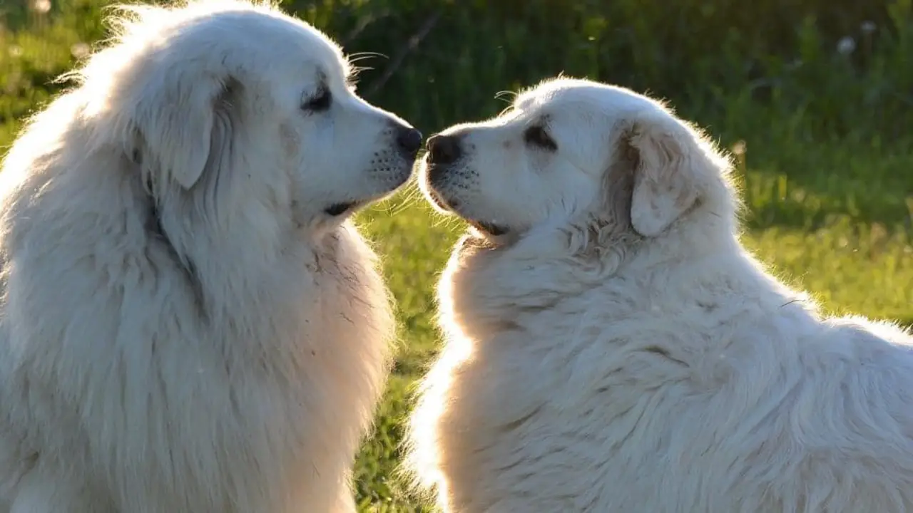 The Temperament Of Male And Female Great Pyrenees