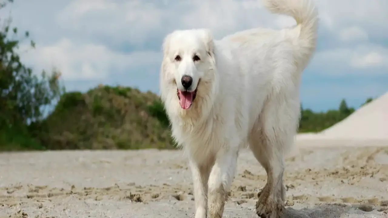 The Trainability Of Male And Female Great Pyrenees