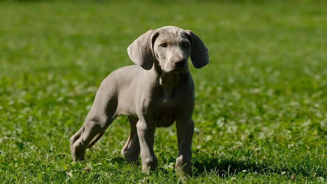 Things To Keep In Mind Before Getting A Weimaraner Puppy