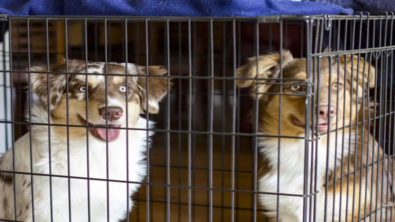 Tips And Tricks To Stop Whining In The Crate 