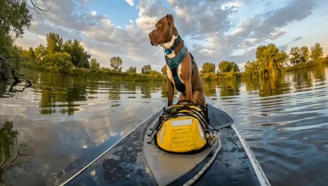 Tips For A Successful Kayak Trip With Your Dog