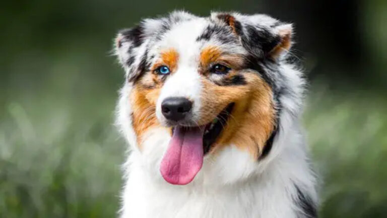 mentally-stimulating-activities-for-your-australian-shepherd-explained