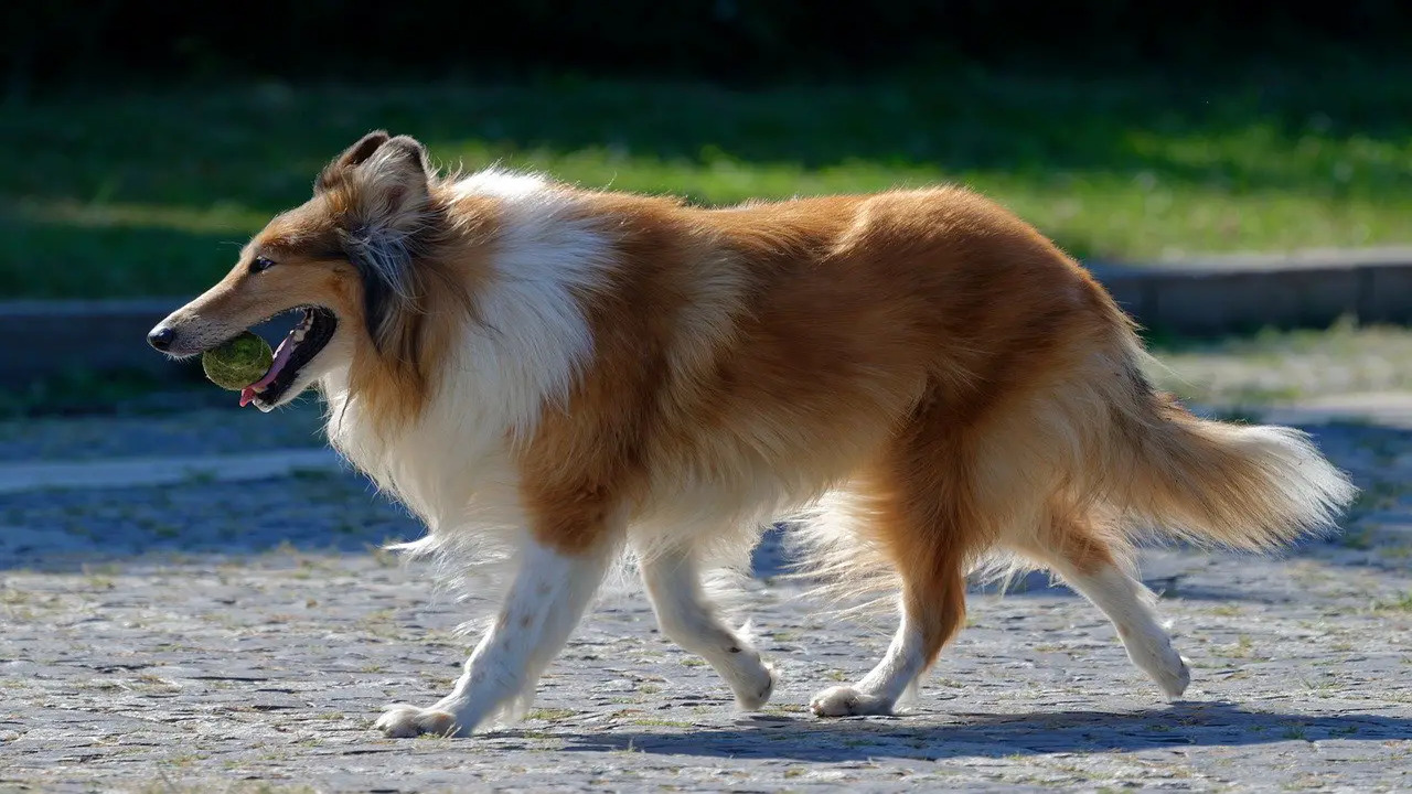 Tips For Getting Your Rough Collie To Love Water