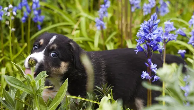 Tips For Growing Dog-Friendly Outdoor Plants