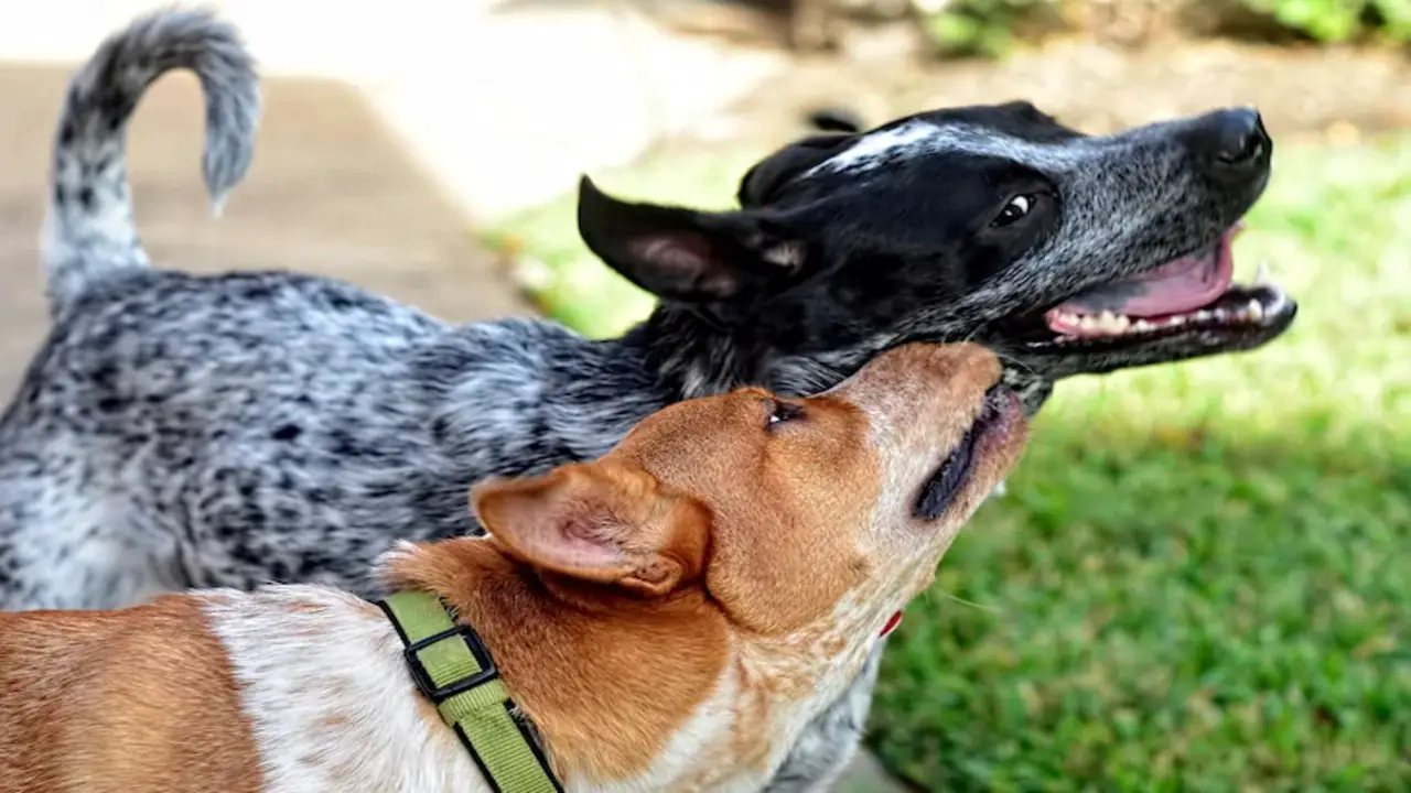 Tips For Keeping Dog Play Fighting Safe