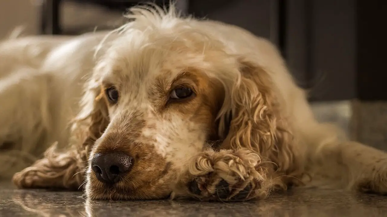 Tips For Keeping Your Cocker Spaniel Odor-Free