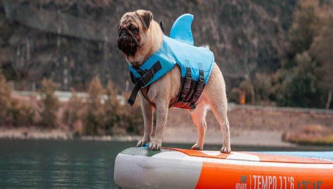 Tips For Keeping Your Dog Safe On The Water
