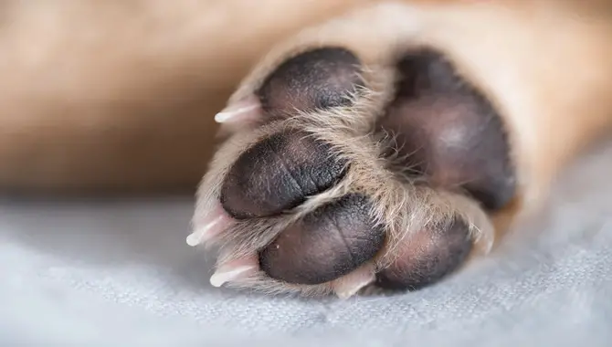 Tips For Keeping Your Dog's Paws Clean Year-Round