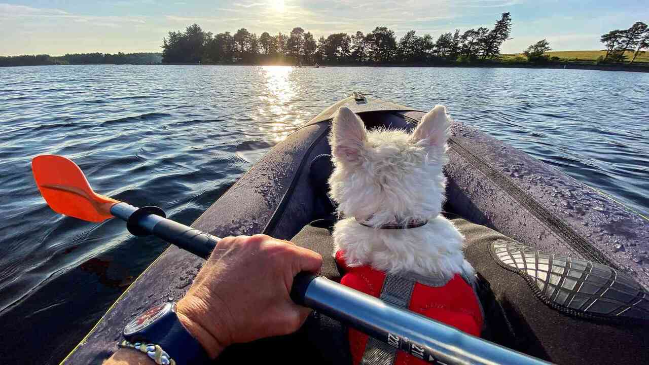 Tips For Keeping Your Small Dog Safe While Kayaking