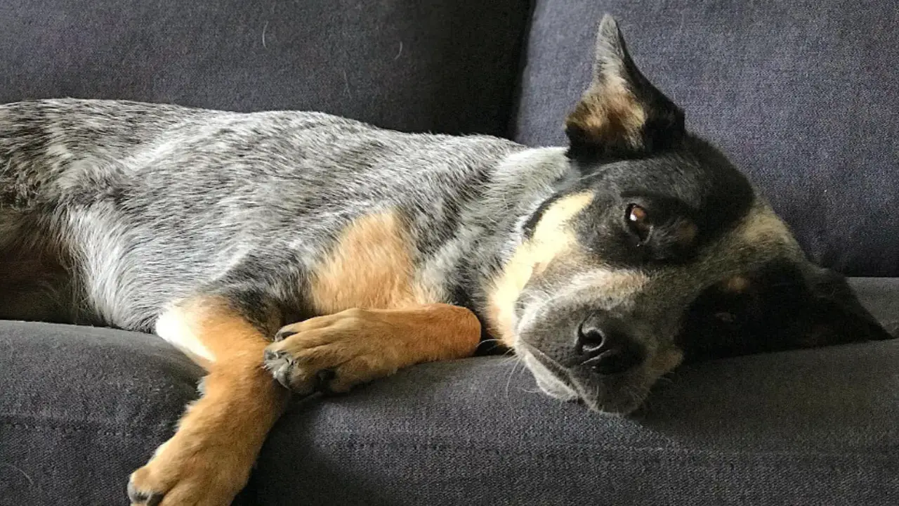Tips For Living With A Blue Heeler In An Apartment