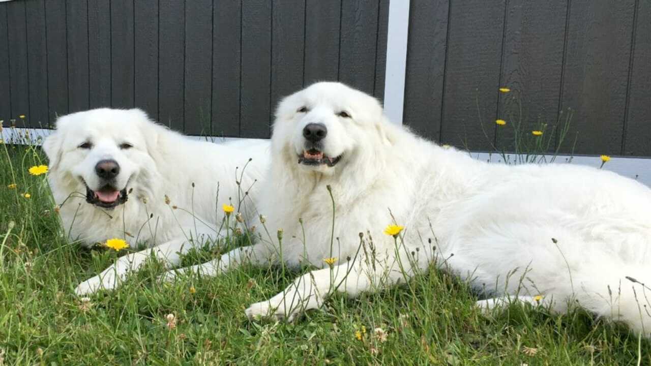 Tips For Living With Goofy Great Pyrenees
