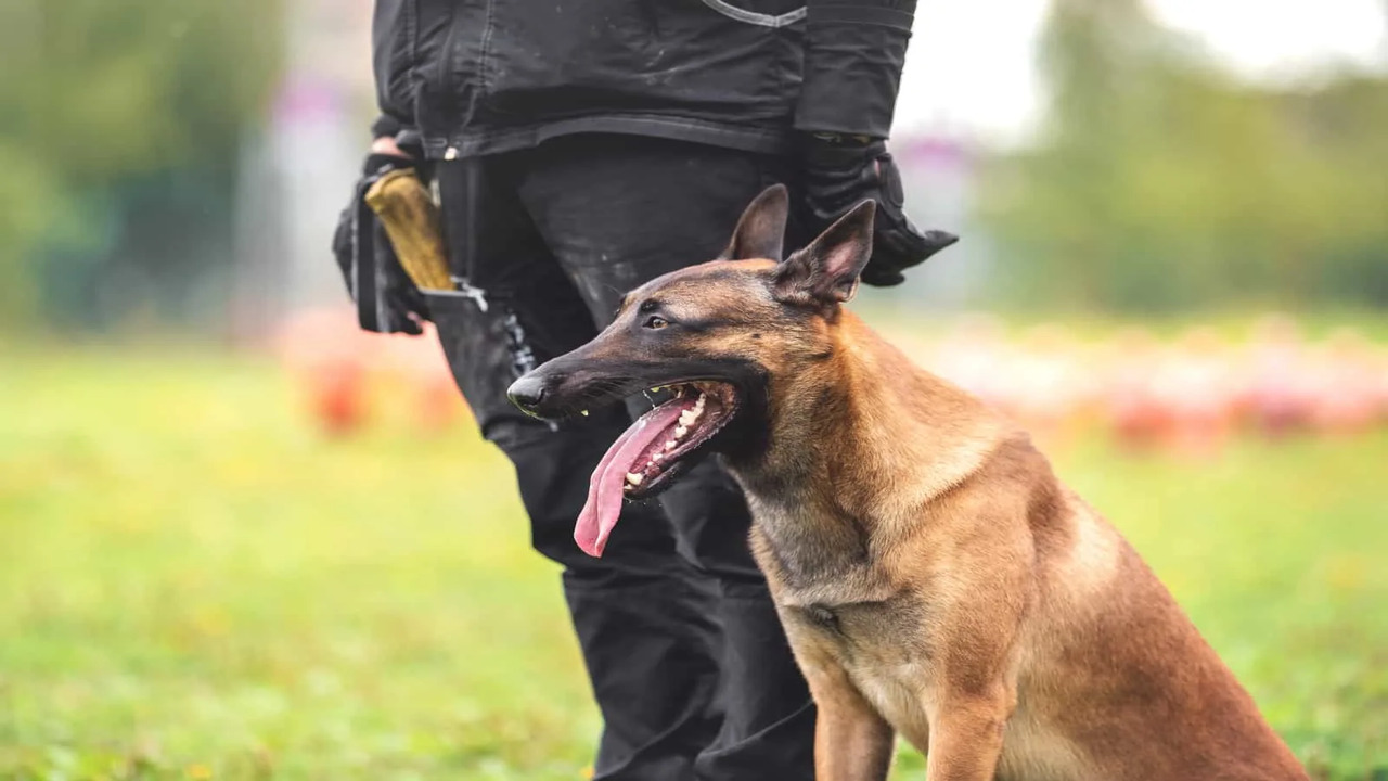 Tips For Successful Training Sessions With Your Belgian Malinois