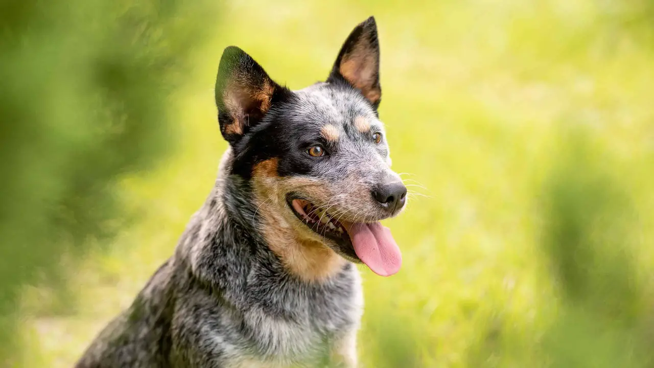 Tips For Successfully Training Your Blue Heeler