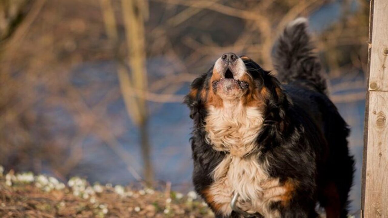 Tips For Training Your Dog To Bark Less