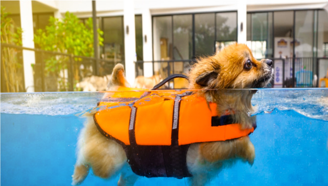 Tips For Using Dog Life Vests