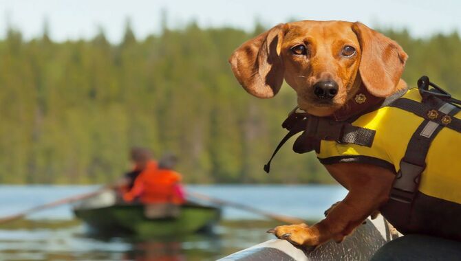 Tips To Keep Your Pooch Safe And Happy When Paddling