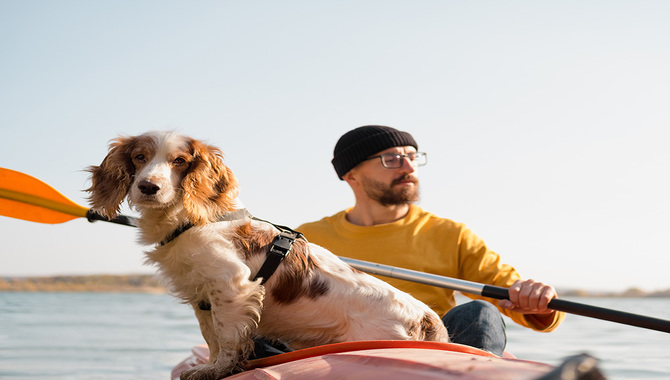 Tips To Keep Your Pooch Safe And Happy When Paddling