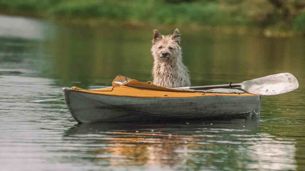 Top-Rated Kayak Dog Seats