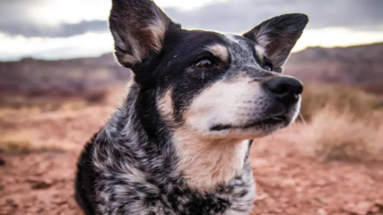 Tracing The History Of Blue Heeler