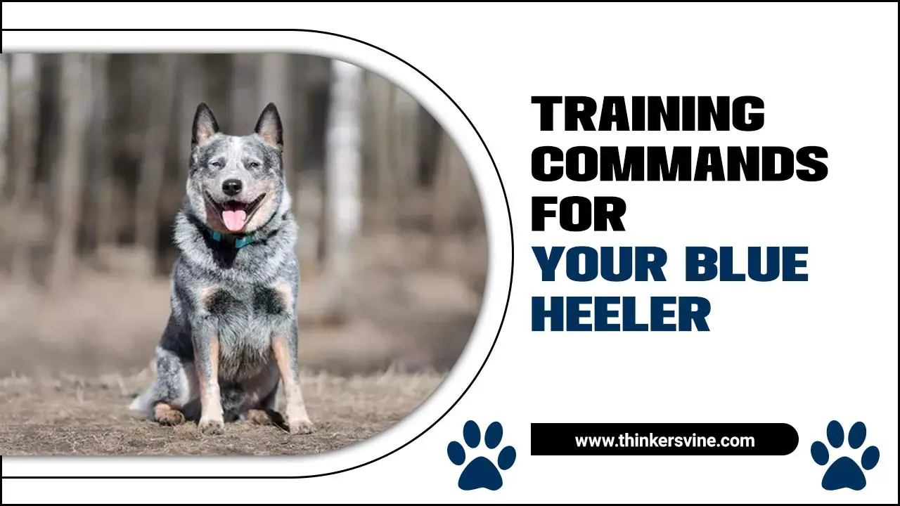 Training Commands For Your Blue Heeler