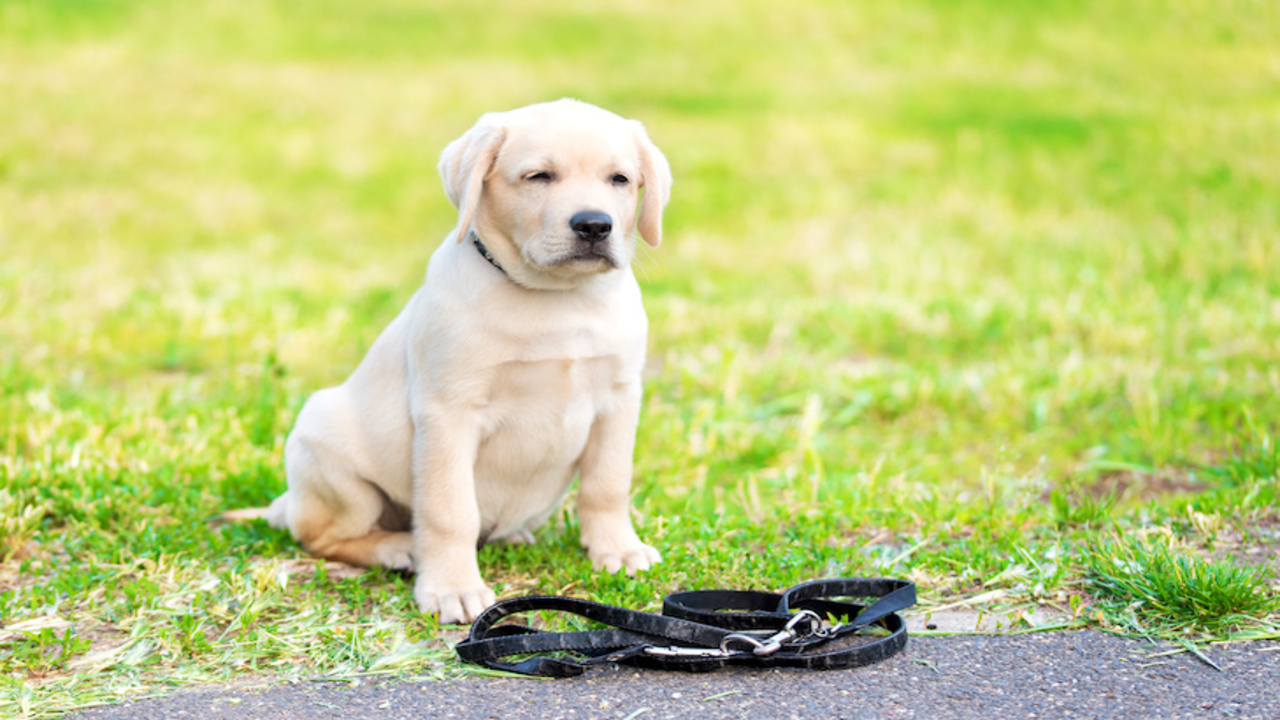 Training Tips For Teaching Your Lab To Behave Off-Leash
